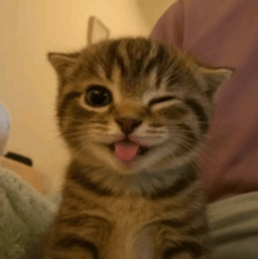 A tiny tabby kitten winking with its tongue out